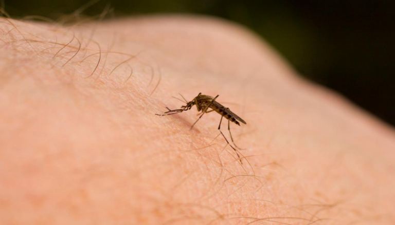 البعوضة الناقلة لمرض الملاريا