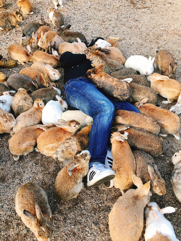 أوكونوشيما جزيرة الأرانب اليابانية