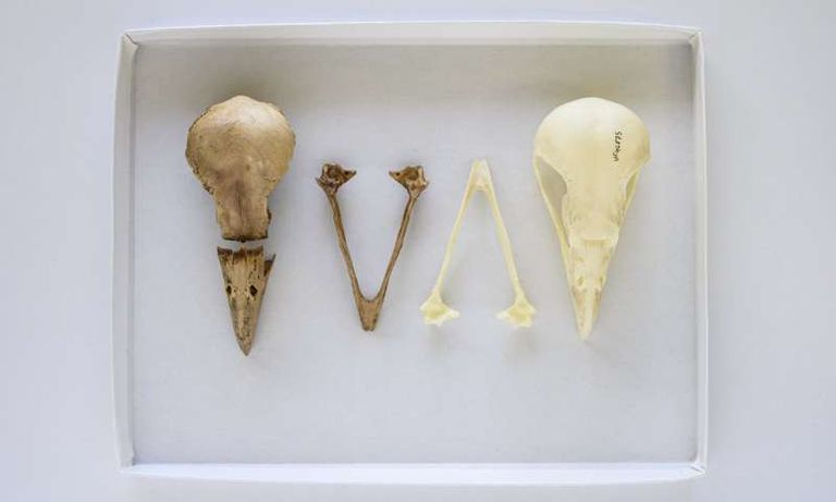 جزء من عظام الصقر التي شملها البحث