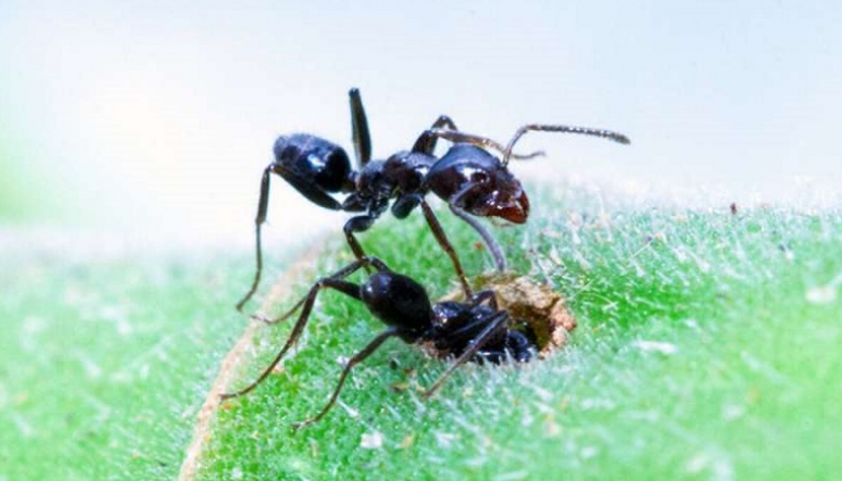 النمل يحمي صغاره من الميكروبات 