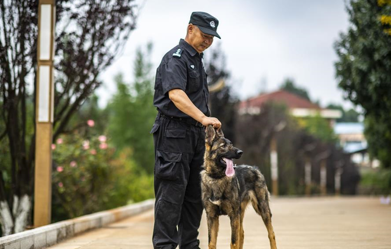 أول كلب شرطي مستنسخ في الصين يبدأ العمل