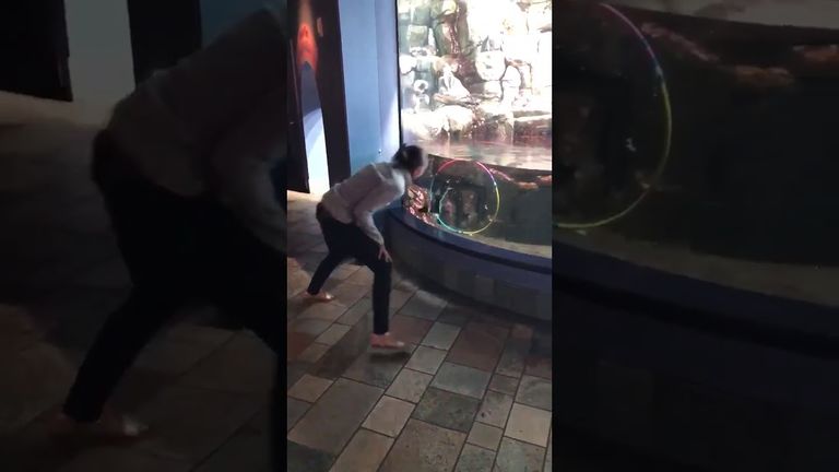 طائر بطريق - أرشيفية