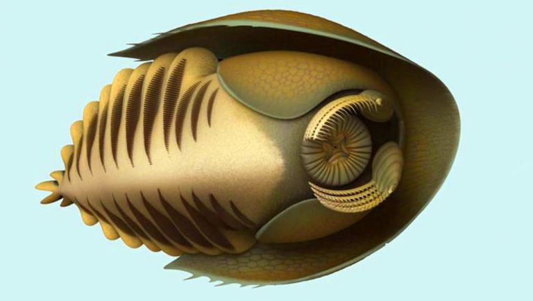 حفريات الكائن المكتشف