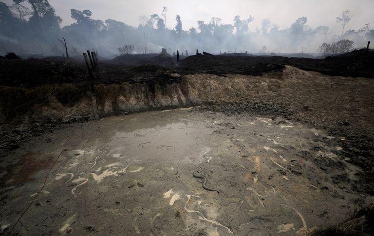 بضعة ثعابين تزحف داخل غابات الأمازون رغم الحرائق