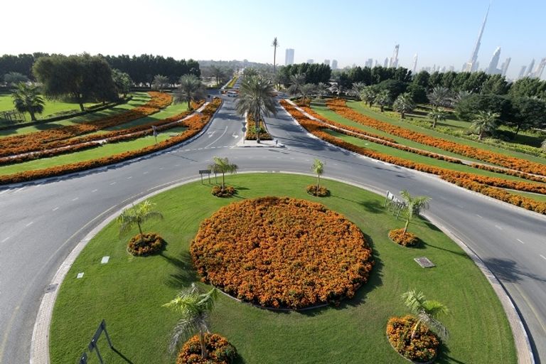 المزروعات تغطي مساحات شاسعة من دبي