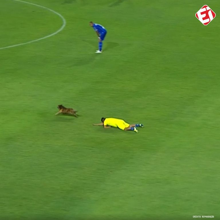 صورة اقتحام الكلب صورة من اللقاء