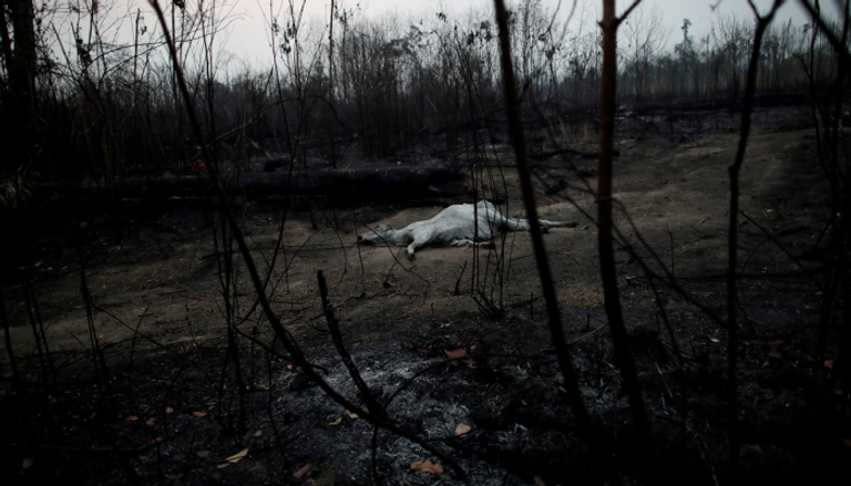عدد قياسي من الحرائق يستعر في غابات الأمازون