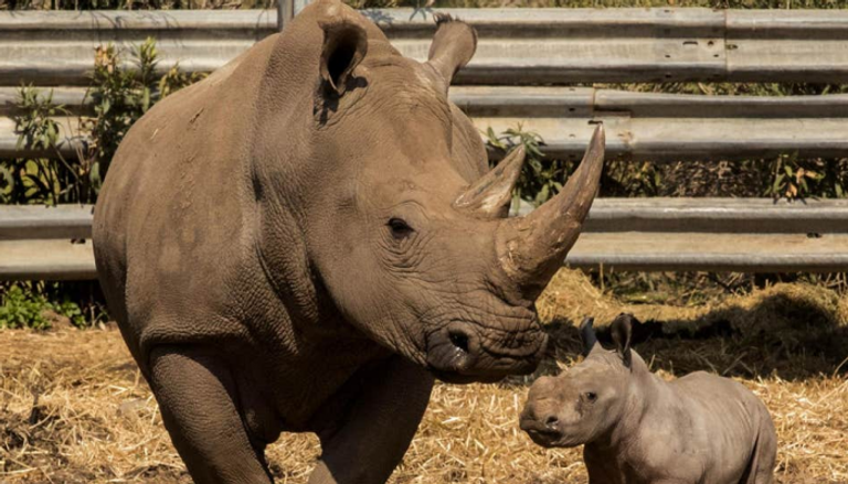 وحيد القرن من أكثر الحيوانات المعرضة للانقراض