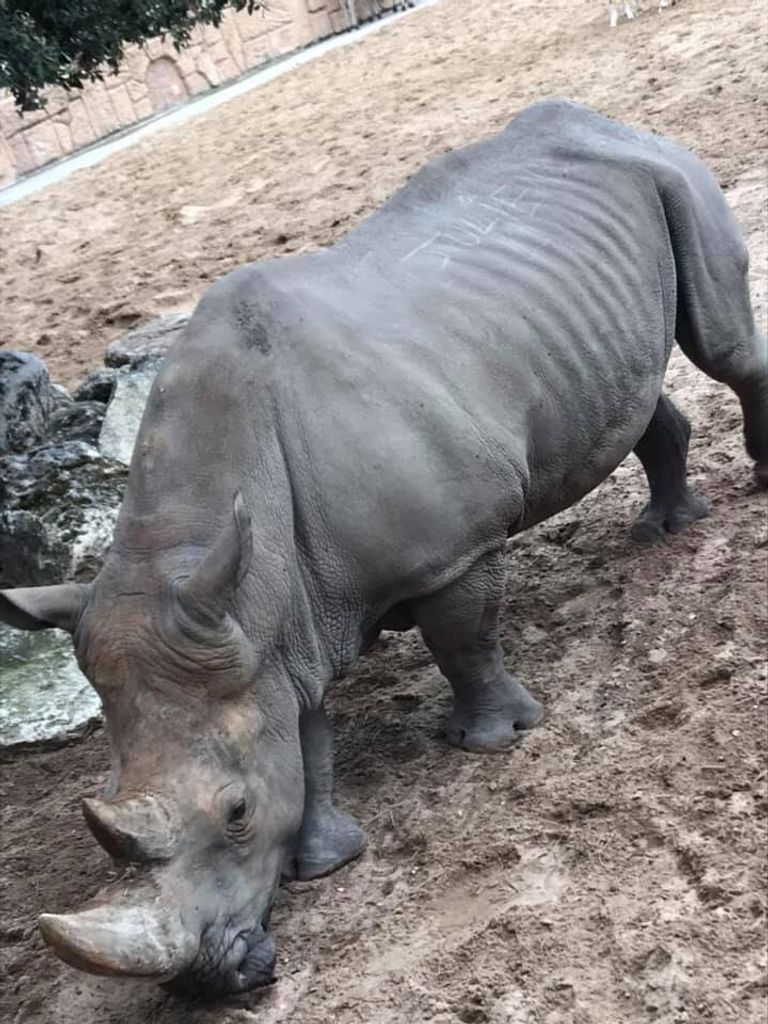 كتابة على ظهر وحيد القرن تثير الغضب في فرنسا