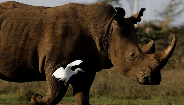 وحيد القرن الأبيض المهدد بالانقراض