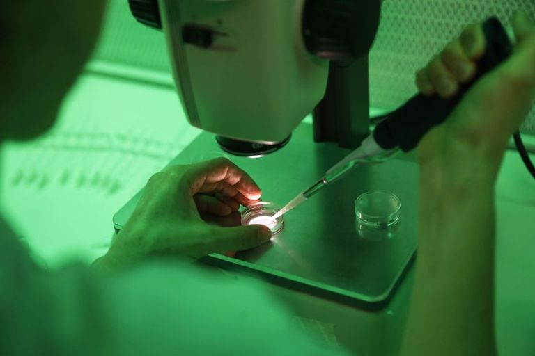 وحيد القرن الأبيض المهدد بالانقراض