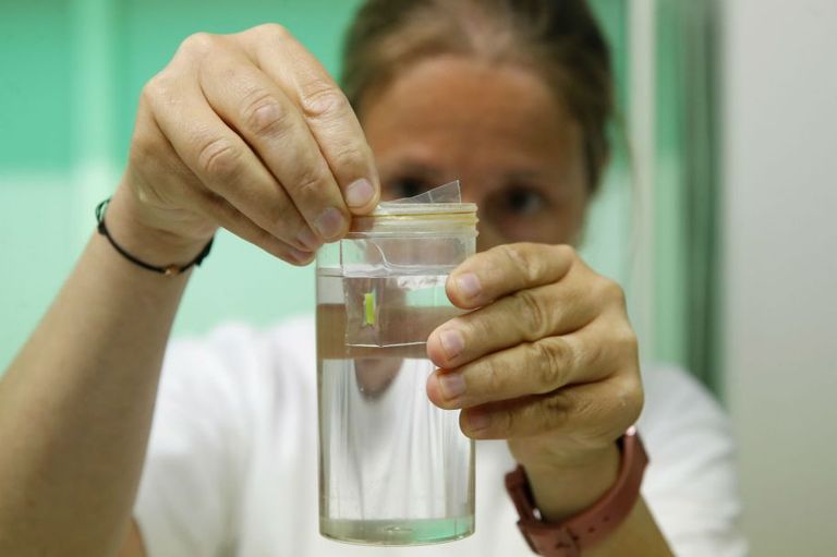 وحيد القرن الأبيض المهدد بالانقراض