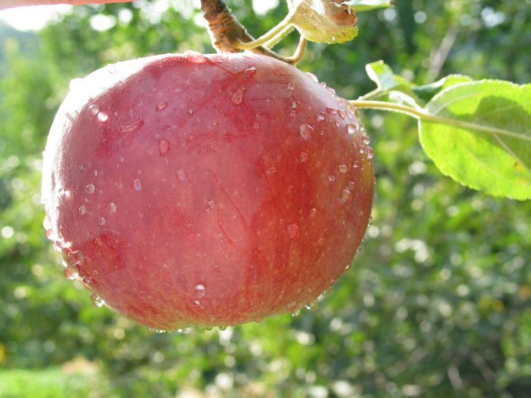 كازاخستان أسهمت في انتشار واحدة من أكثر الفواكه شعبية في العالم