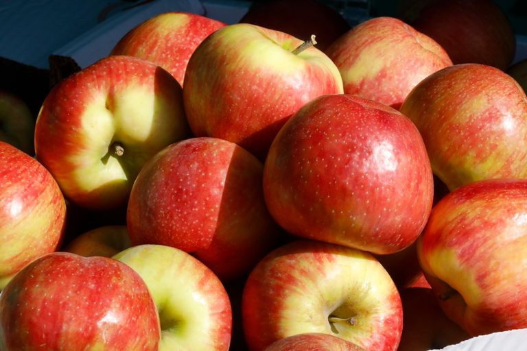 كازاخستان أسهمت في انتشار واحدة من أكثر الفواكه شعبية في العالم