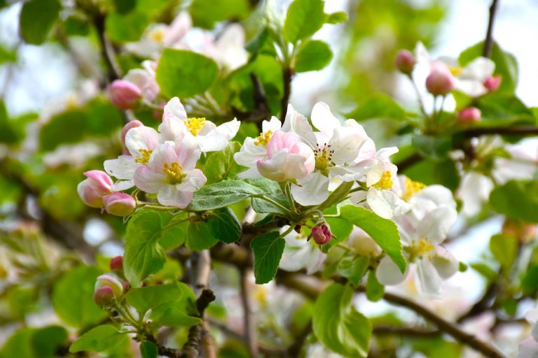 كازاخستان أسهمت في انتشار واحدة من أكثر الفواكه شعبية في العالم