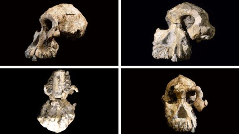 الجمجمة تنتمي للنوع البشري أسترالوبيثيكوس أنامنسيس