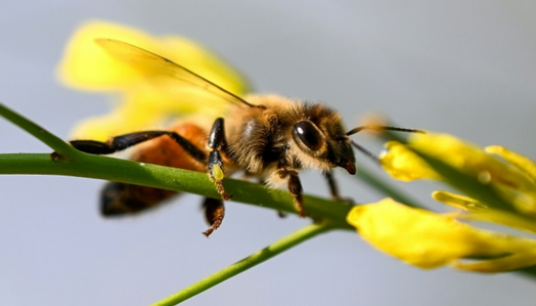 النحل يمتلك حاسة شم رائعة - أرشيفية