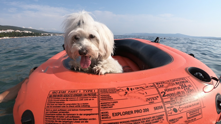 12 كلباً شاركت في السباق