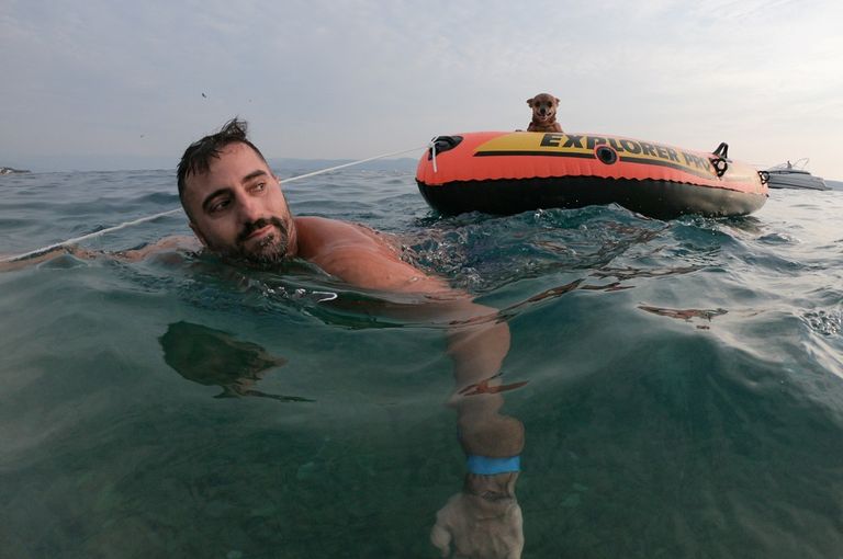 12 كلباً شاركت في السباق