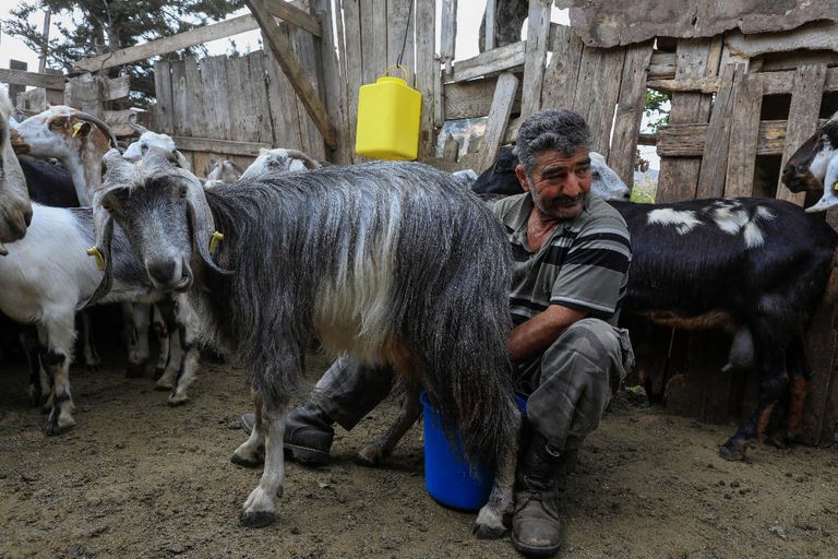 راعي الغنم القبرصي جمال