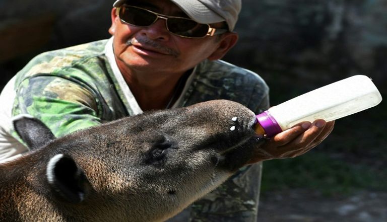 حيوانات تابير مهددة بالانقراض مع تراجع أعدادها بشكل كبير