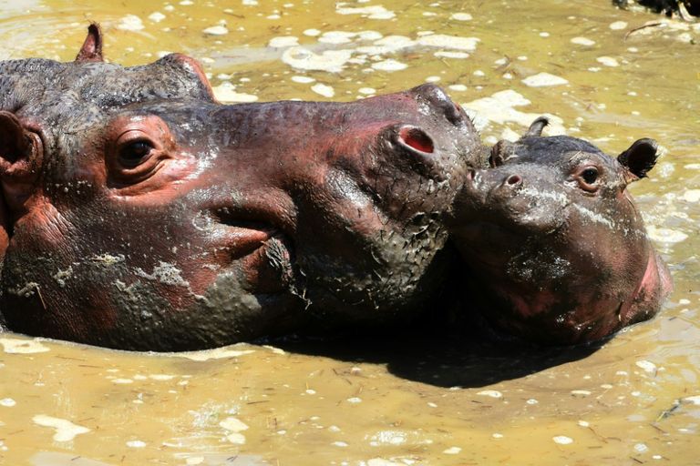 حيوانات تابير مهددة بالانقراض مع تراجع أعدادها بشكل كبير