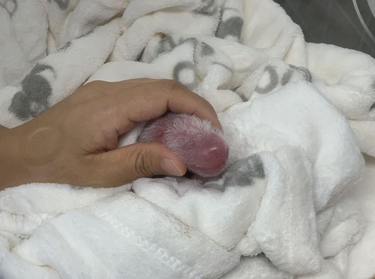 الصغيران يحظيان برعاية كبيرة في الحديقة