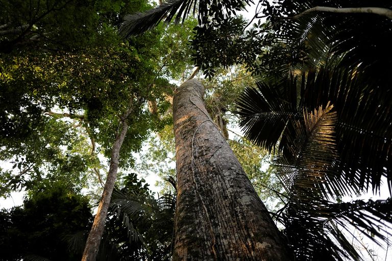 أفراد من قبيلة "شانيناوا"