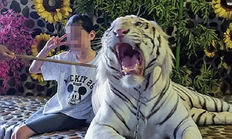 سيلفي الحيوانات البرية يضر بها