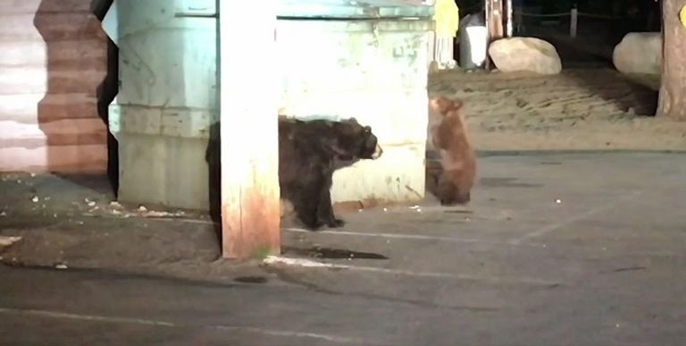 الدب الصغير محتجز داخل الصندوق