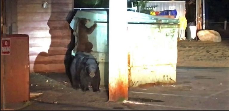 الدب الصغير محتجز داخل الصندوق