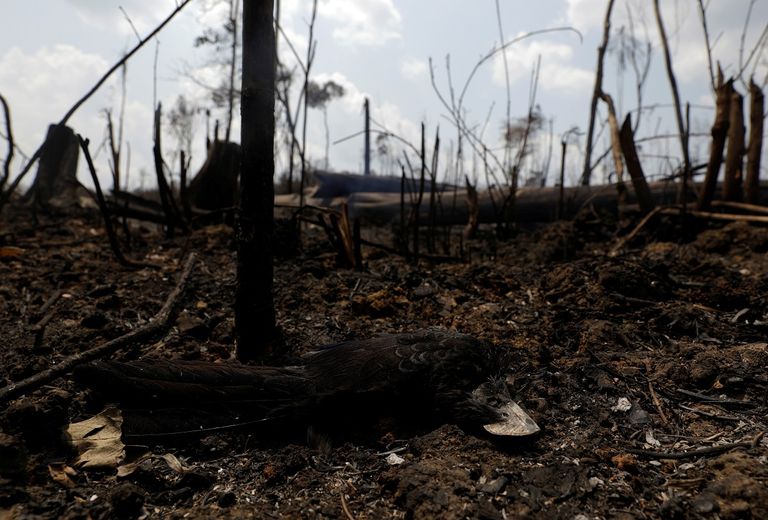 حرائق غابات الأمازون