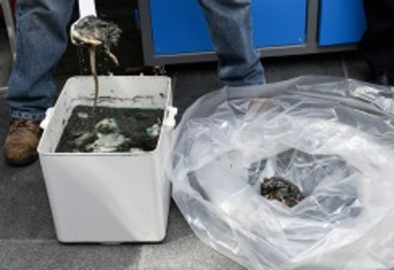 بلدية نيويورك تشن حربا ضروسا على الجرذان