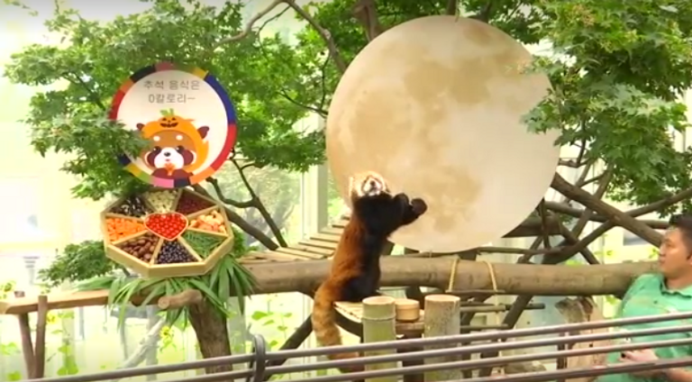 الأطباق تشمل فاكهة مثل الموز والتفاح