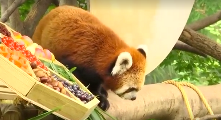 الأطباق تشمل فاكهة مثل الموز والتفاح