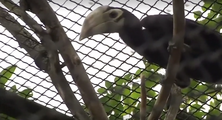 فرخ طائر أبو قرن النادر