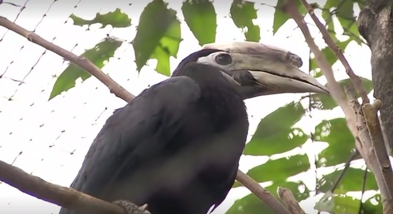 فرخ طائر أبو قرن النادر