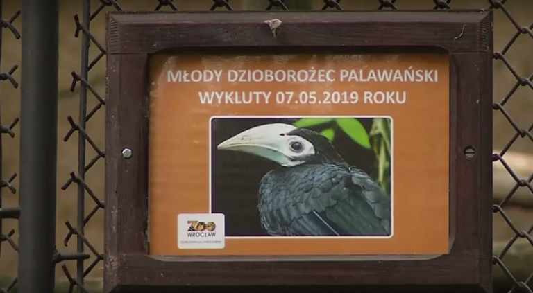 فرخ طائر أبو قرن النادر