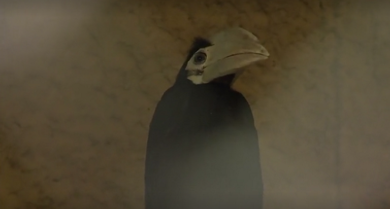 فرخ طائر أبو قرن النادر