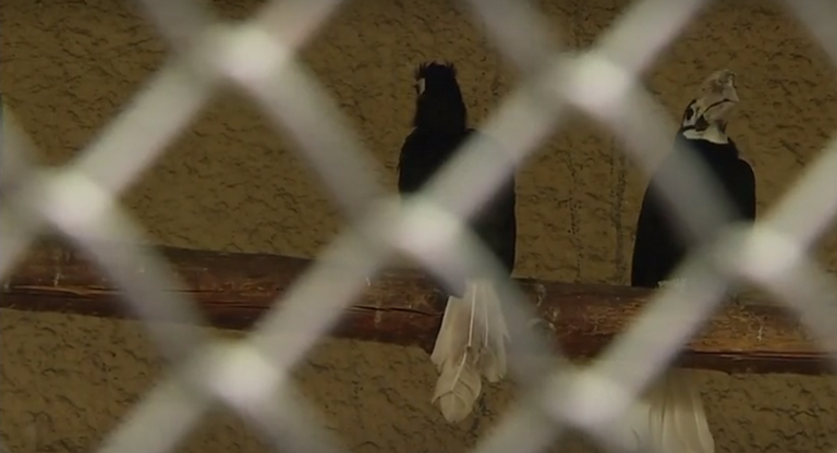 فرخ طائر أبو قرن النادر