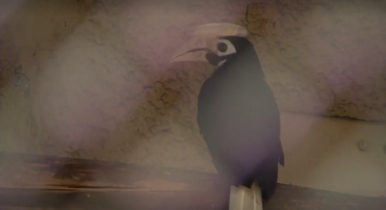 فرخ طائر أبو قرن النادر