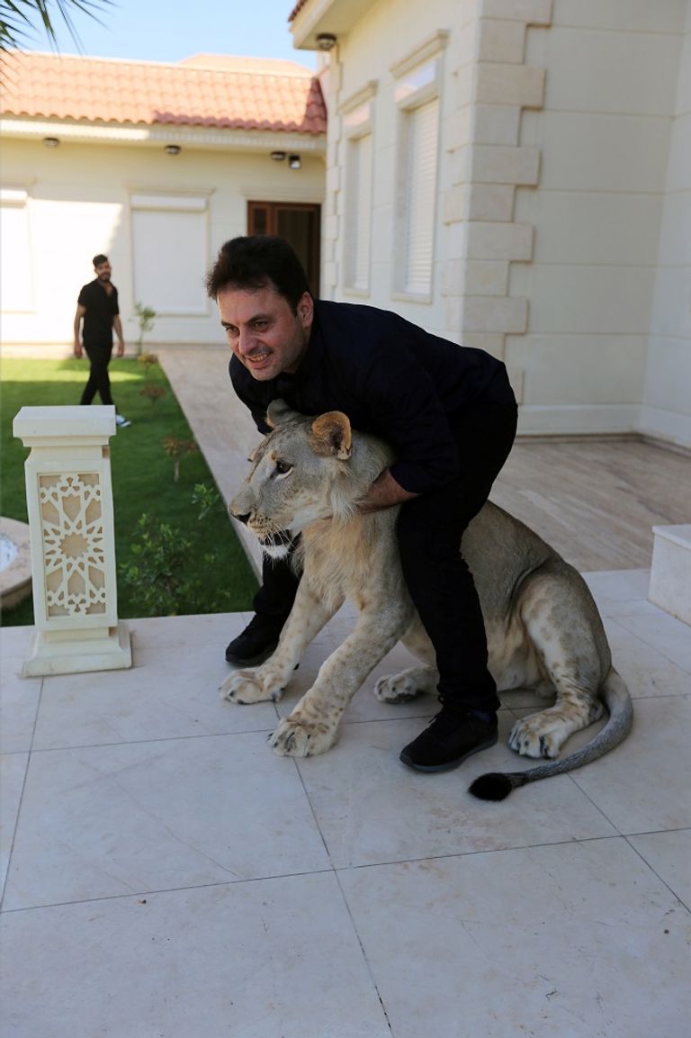 الأسد يلهو في حديقة بيت مأمون