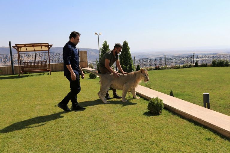 الأسد يلهو في حديقة بيت مأمون