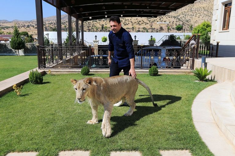 الأسد يلهو في حديقة بيت مأمون