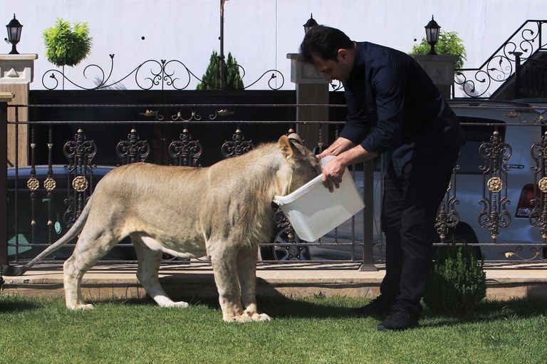 الأسد يلهو في حديقة بيت مأمون