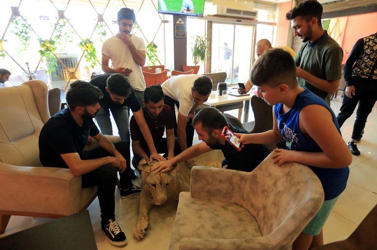 الأسد يلهو في حديقة بيت مأمون