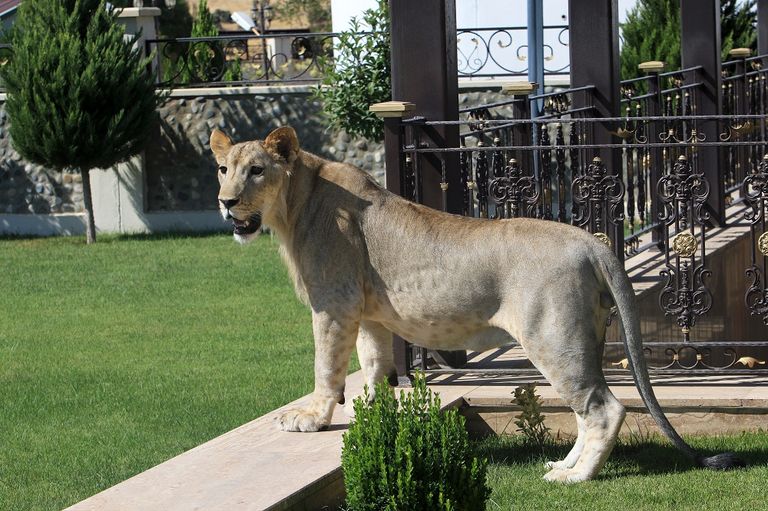 الأسد يلهو في حديقة بيت مأمون