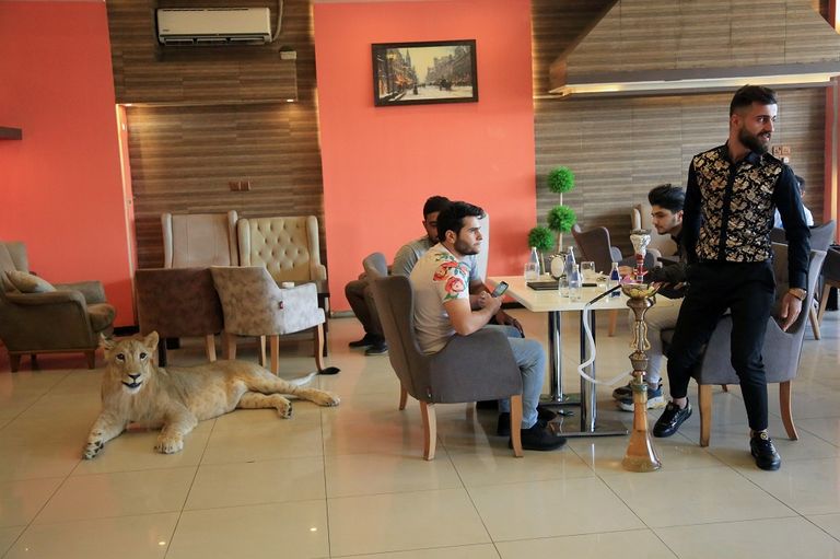 الأسد يلهو في حديقة بيت مأمون