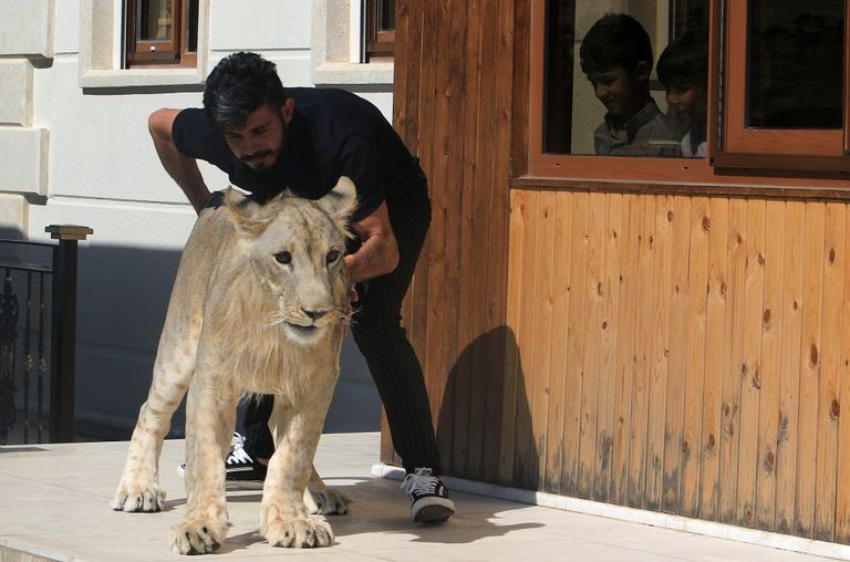 الأسد يلهو في حديقة بيت مأمون