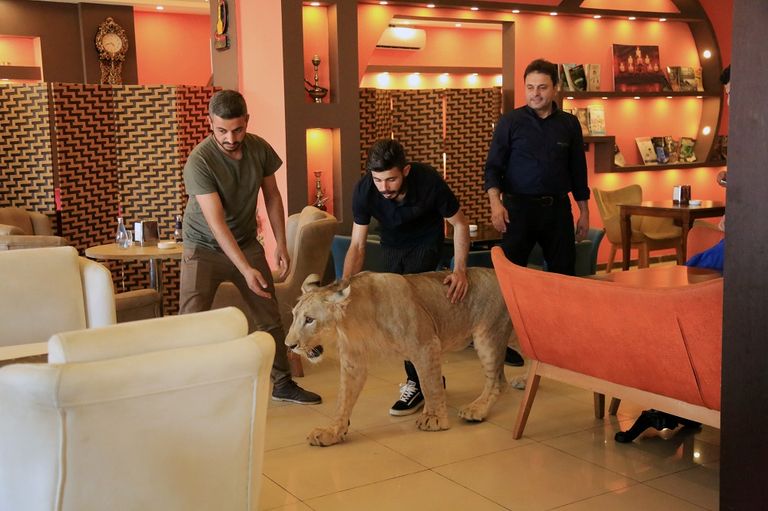 الأسد يلهو في حديقة بيت مأمون